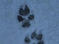 Spuren im Schnee  Bes.: Karin Stadlin und Goofy Windler